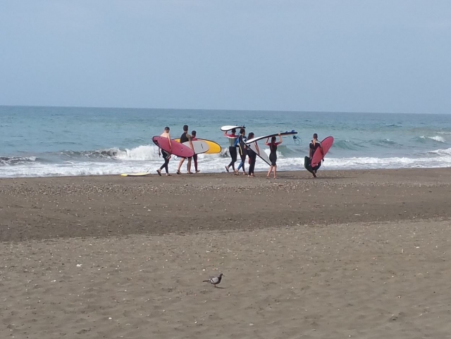  将冲浪板沿着海岸搬运 